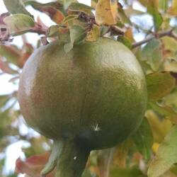 Ankunft Vlora - Granatäpfel wachsen im Garten