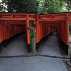 Fushimi Inari Shrine ⛩️