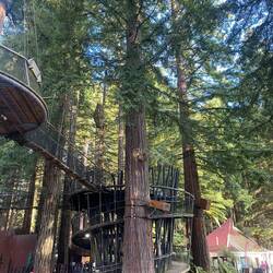 Wald Whakarewarewa