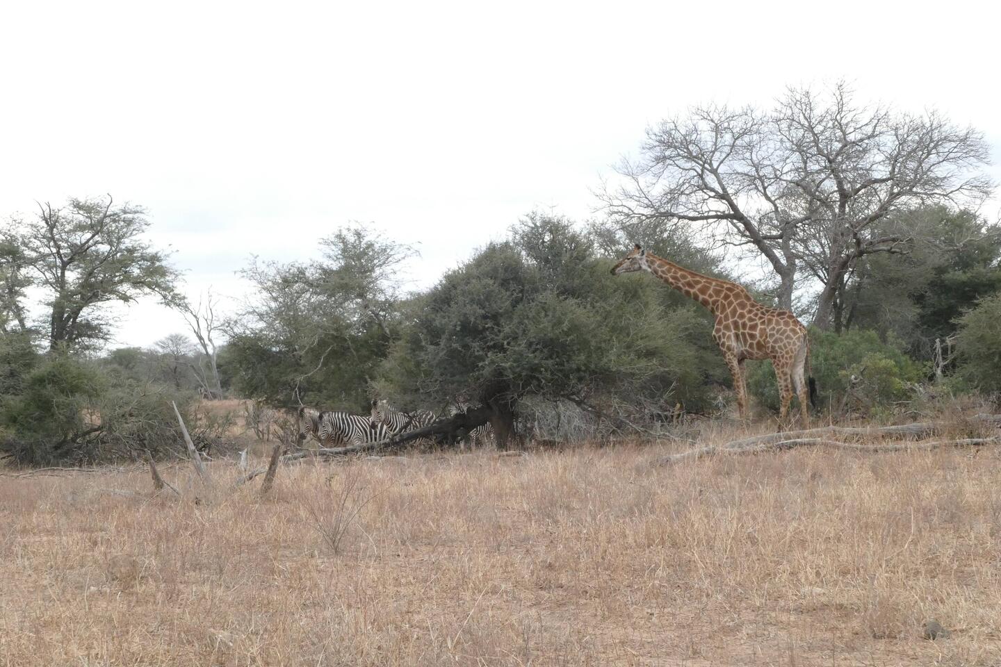 Giraffes and zebras together