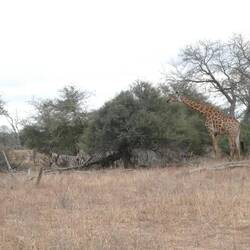 Giraffes and zebras together