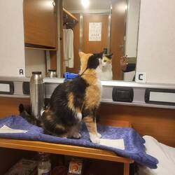 Wer ist denn diese hübsche Katze, denkt sich Leni.
