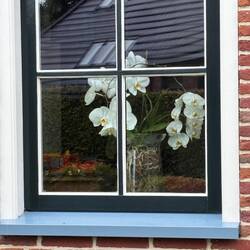 Beautiful orchids in the windows