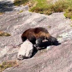 Die böse Pflegerin hat das Mittagessen UNTER DEN STEIN getan