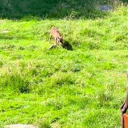 Das Rentierbaby hätten wir gerne adoptiert ❤️