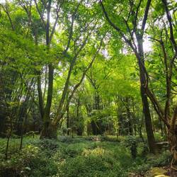 On commence par une petite balade en forêt pour visiter deux temples au pied de la montagne