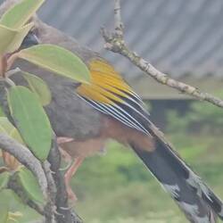 Garrulaxe d'Eliott, espèce endémique du Yunnan, au cri perçant