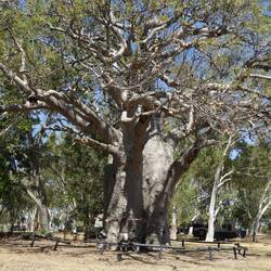 Brad and the big Boab