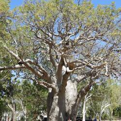 Another one because Brad manages to get more of the tree in than I do