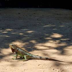One of the local inhabitants of Jeri