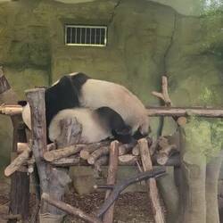 Leurs jeux...plus ou moins maladroits ^^