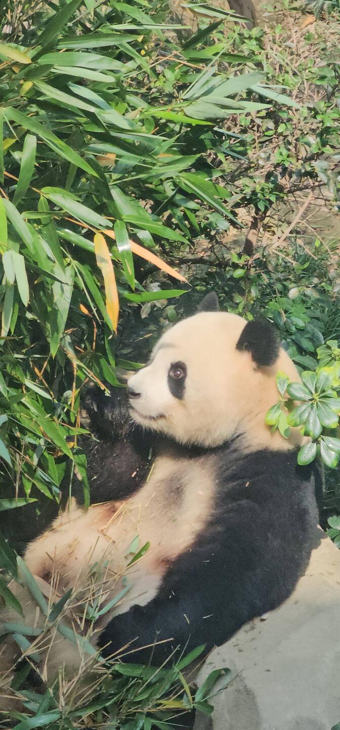 Le parc est immense, et consacré uniquement aux Pandas.