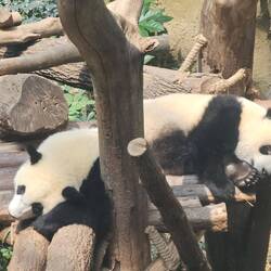 Et nos préférés, ce sont les 18-24 mois. Très joueurs et très très très mignons