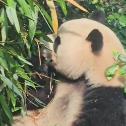En y étant restés toute la journée, nous avons pu les observer pendant leur repas...