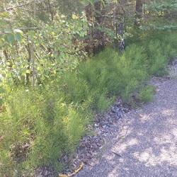 Beautiful foliage growing along the track