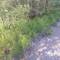Beautiful foliage growing along the track