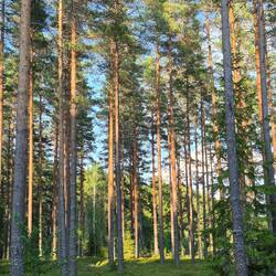 Abendspaziergang im Wald