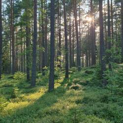 Abendspaziergang im Wald