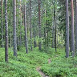 Abendspaziergang im Wald