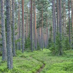 Abendspaziergang im Wald