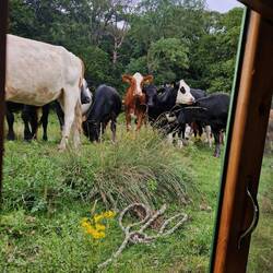 Hello boys! We casually closed the blinds when this small herd arrived so Leo wouldn't explode!
