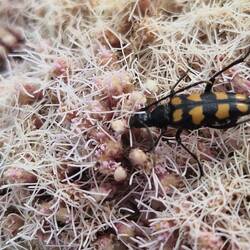 Four Banded Longhorn Beetle on Agrimony Hemp