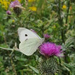 Small White