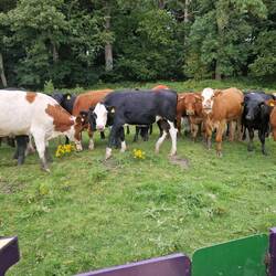 Curious cattle