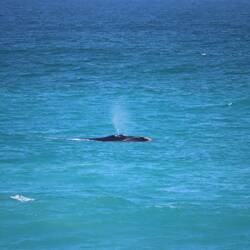 ...die überall in den Buchten schwimmen...