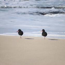 ...vor allem um die Austernfischer nicht beim Stehen auf einem Bein zu stören