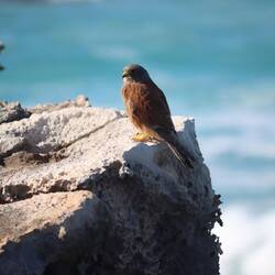 ...wie zum Beispiel Falken