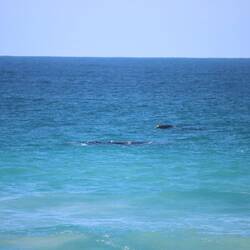 Dann gäbe es aber wohl auch keine Glattwale...