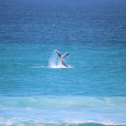 ...und mit den Flossen die Fischschwärme durcheinanderbringen
