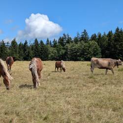 Gemischte Weide Kuh 🐮 und Pferde 🐴