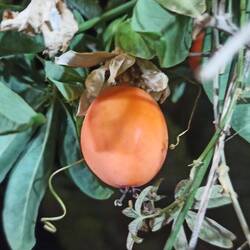 Hier wachsen Maracujas