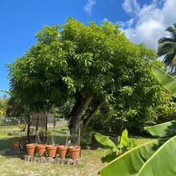 ...mit verschiedenen Obstbäumen, u. a. Mango, Papaya...