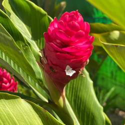 Und auch exotische Blumen.