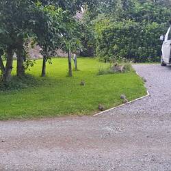 Unsere kleinen Kanninchen auf dem Campingplatz