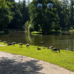 Guarded human bridge duck island