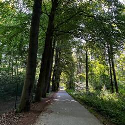 Morning walks in The Bois de Lauzelle