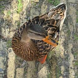 A duck that's well fed by tourists