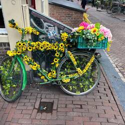 Flower bikes all over the city