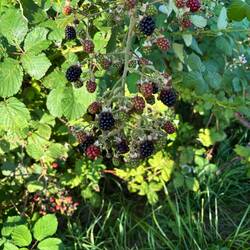 Picked some blackberries for Al natural dessert