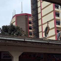 Huge Marabou stork. Massive 12 foot wingspan