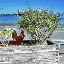 Noch ein ungewohntes Bild für uns: ein Hahn mitten in der Stadt. Das werden wir noch häufiger sehen.