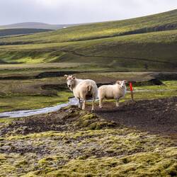 4 bzw. 8-beiniger Roadblock 😉