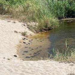 Bunch of terrapins on the beach