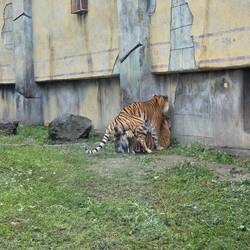 Tigerbabyproduktion 😁