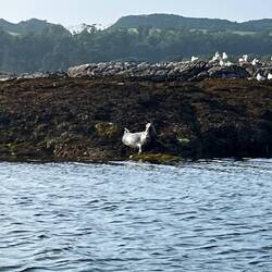 Mathilde : «Est-ce que les phoques c'est des félins ?»