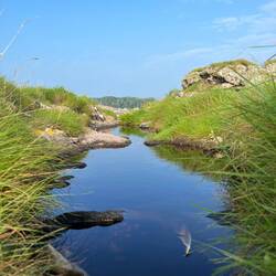 Sur la petite île sans nom ni bigorneau